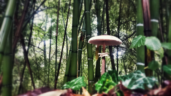 14-11-bamboomushroom
